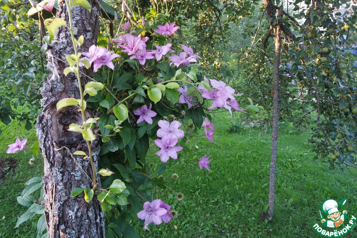 Клематис аленушка в ландшафтном дизайне