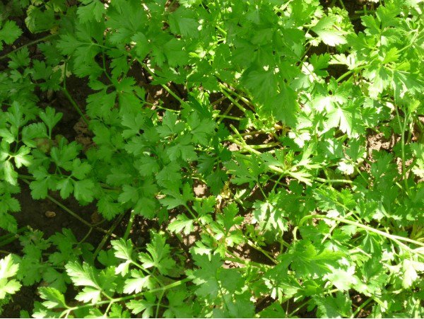 Настойка из листьев петрушки